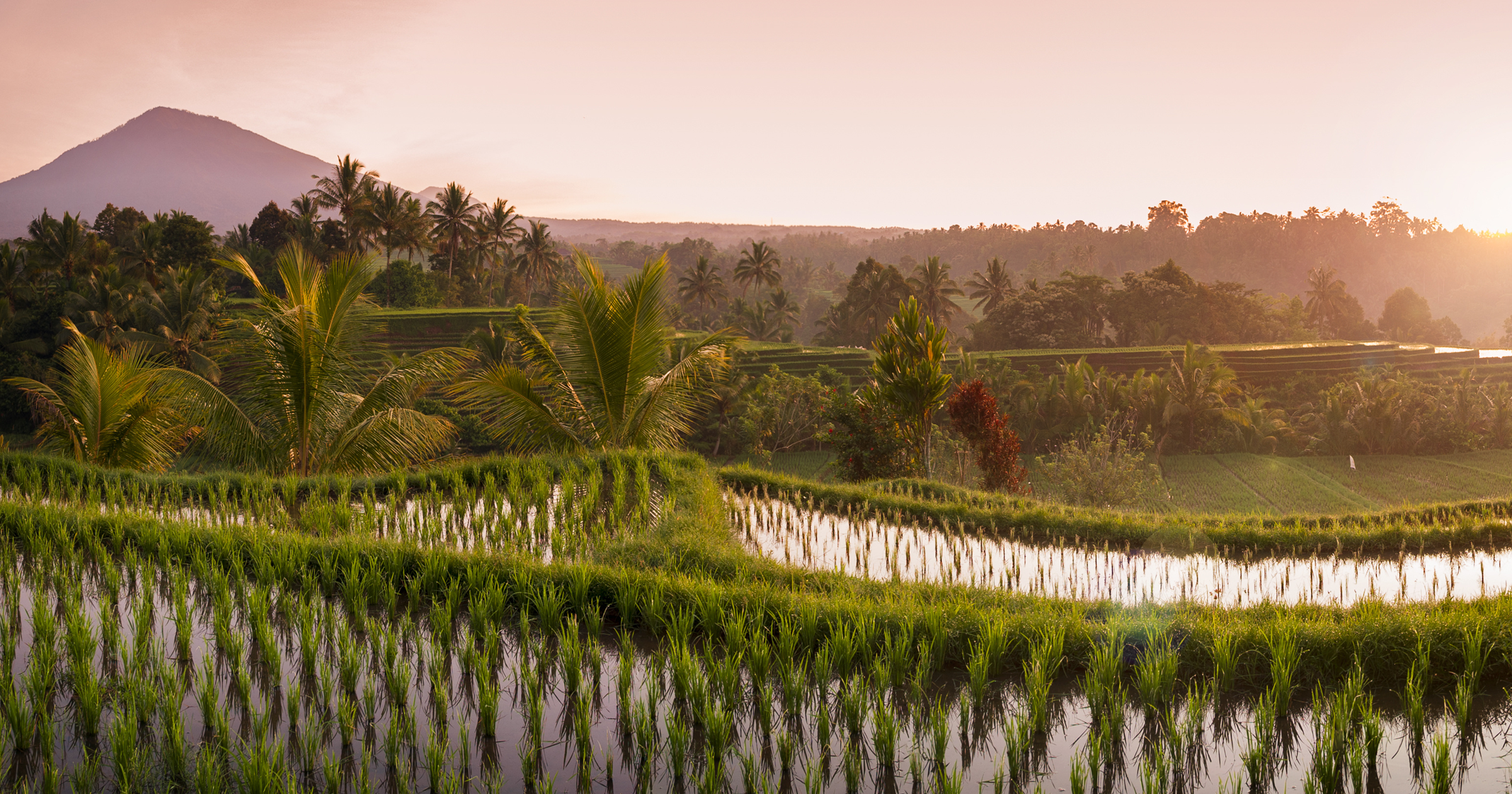 The Crop Trust has agreed to dedicate $1.4 million per year to maintaining the IRRI gene bank, the world's largest collection of rice varieties.