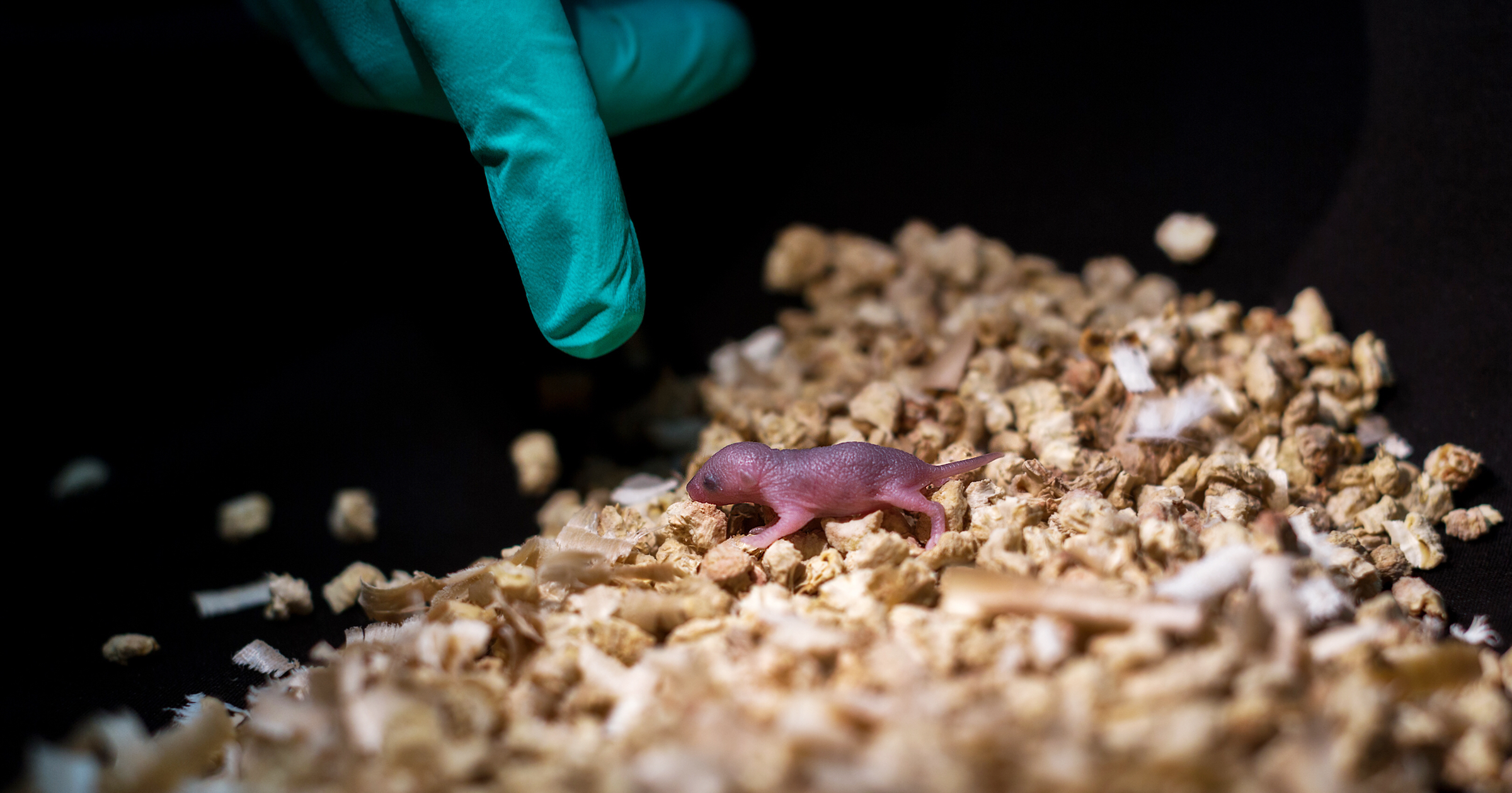 Chinese researchers have found a way to create healthy mice pups using only genetic material from two moms — no dads required.