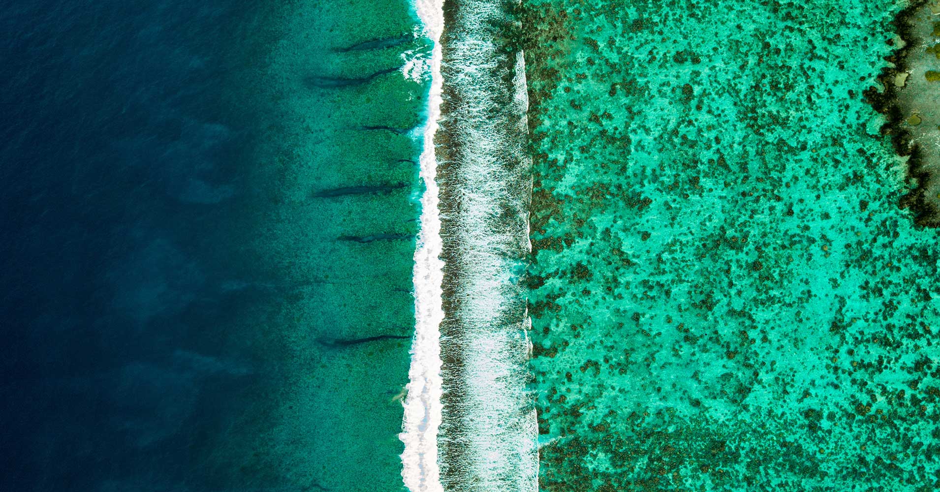 A new attempt to restore the Great Barrier Reef involves capturing sperm and egg cells, fertilizing them, and implanting the new coral back into the reef.