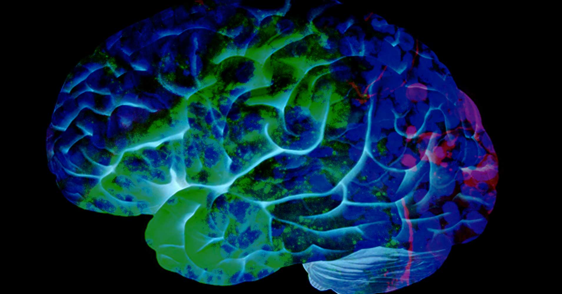 Up to 20 percents of the cells in our lab-grown mini kidneys are actually brain and muscle cells, according to new research.