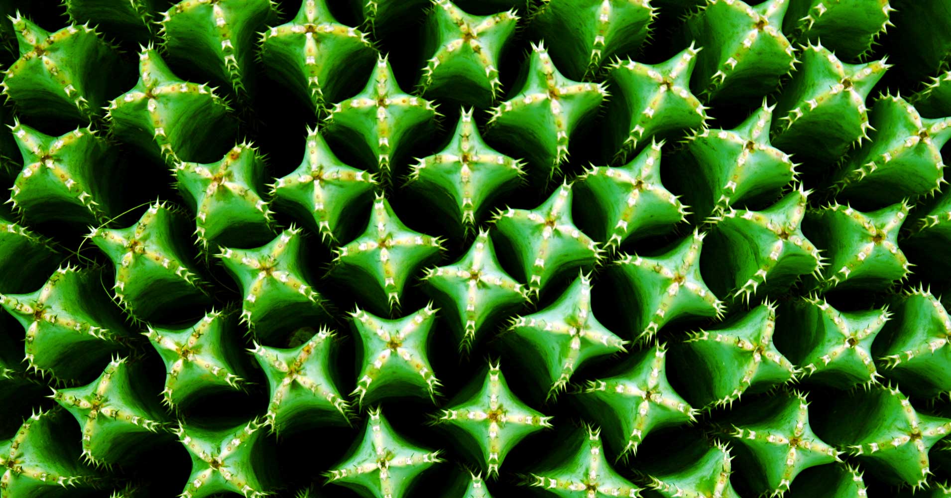 Researchers are looking to the resin spurge, a plant with a super-hot active ingredient, as the potential future of pain relief.