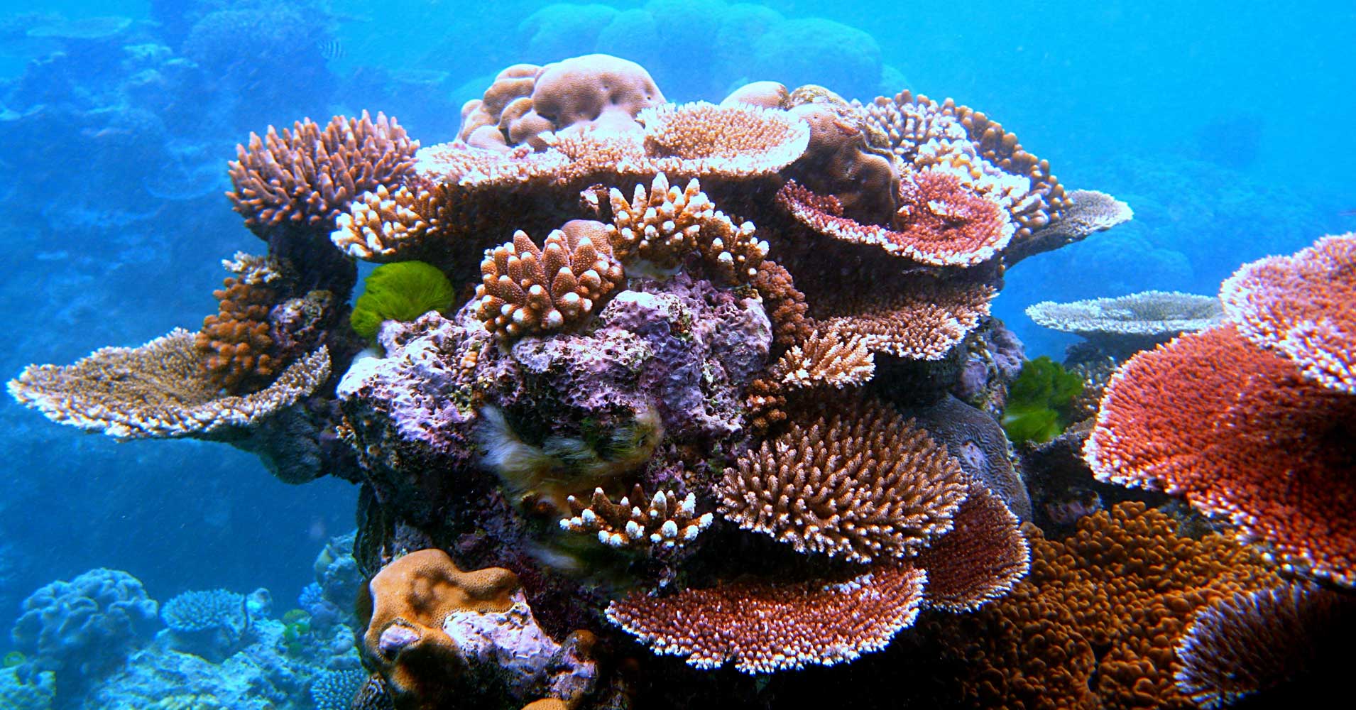 Palau will ban all coral reef-damaging sunscreens by 2020. It's a small but important drop in the bucket if we want to stop bleaching.