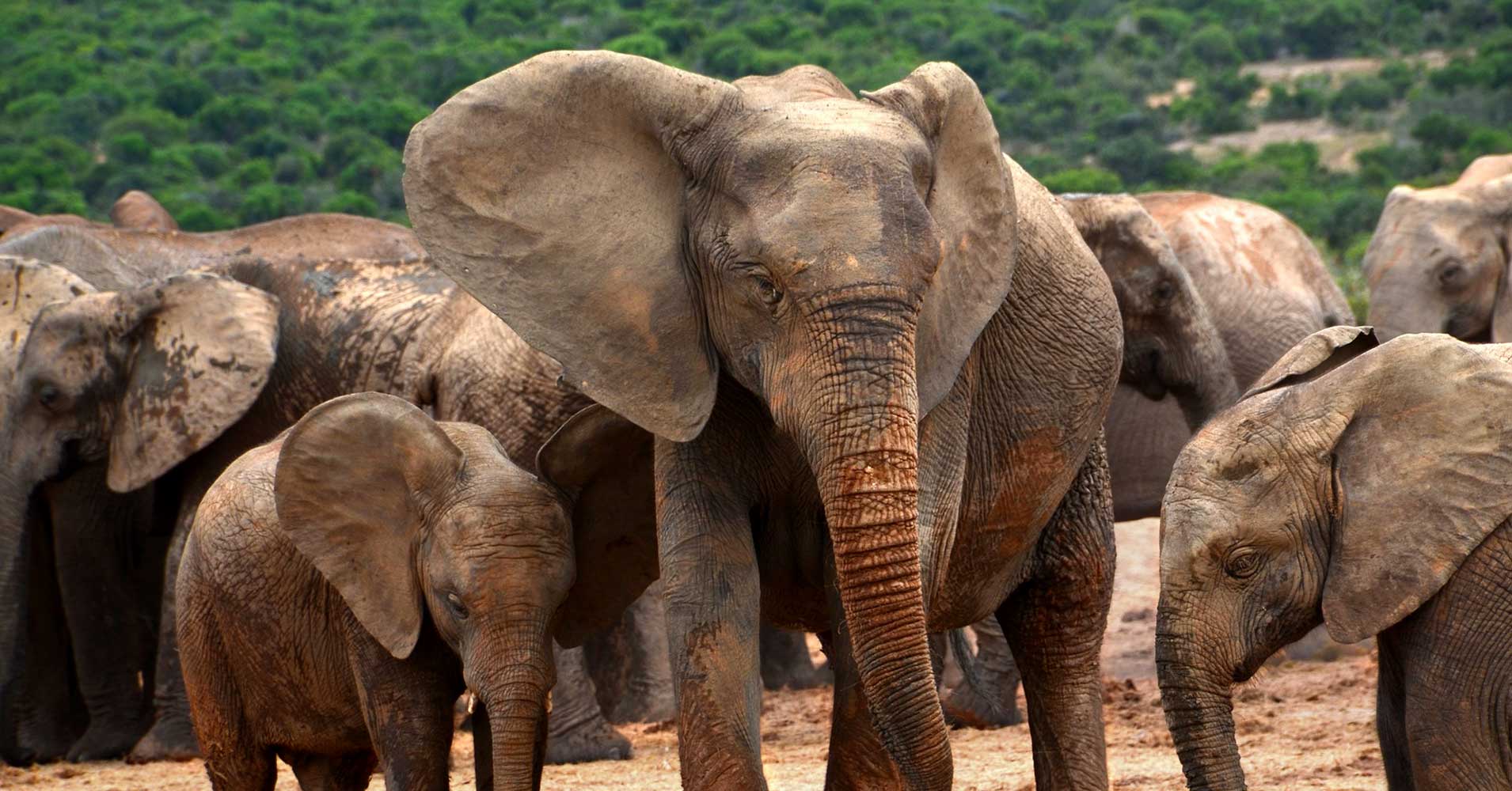 According to new research, poachers have caused such a strain on elephant populations that they're forcing the hand of evolution.