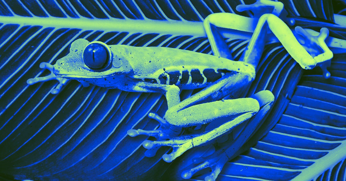 Researchers have created a bioreactor device that helps regrow limbs on frogs when worn for just 24 hours post-amputation.