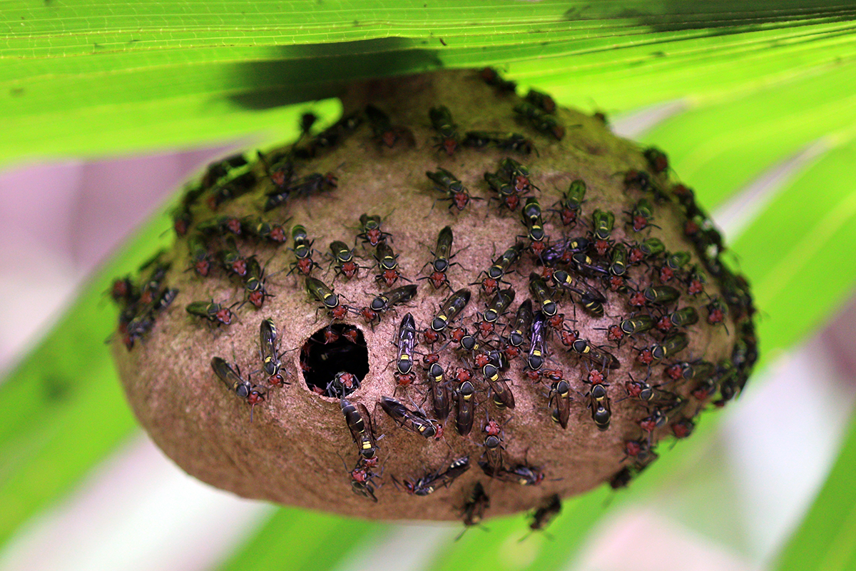 South American wasp venom could be used in new antibiotic