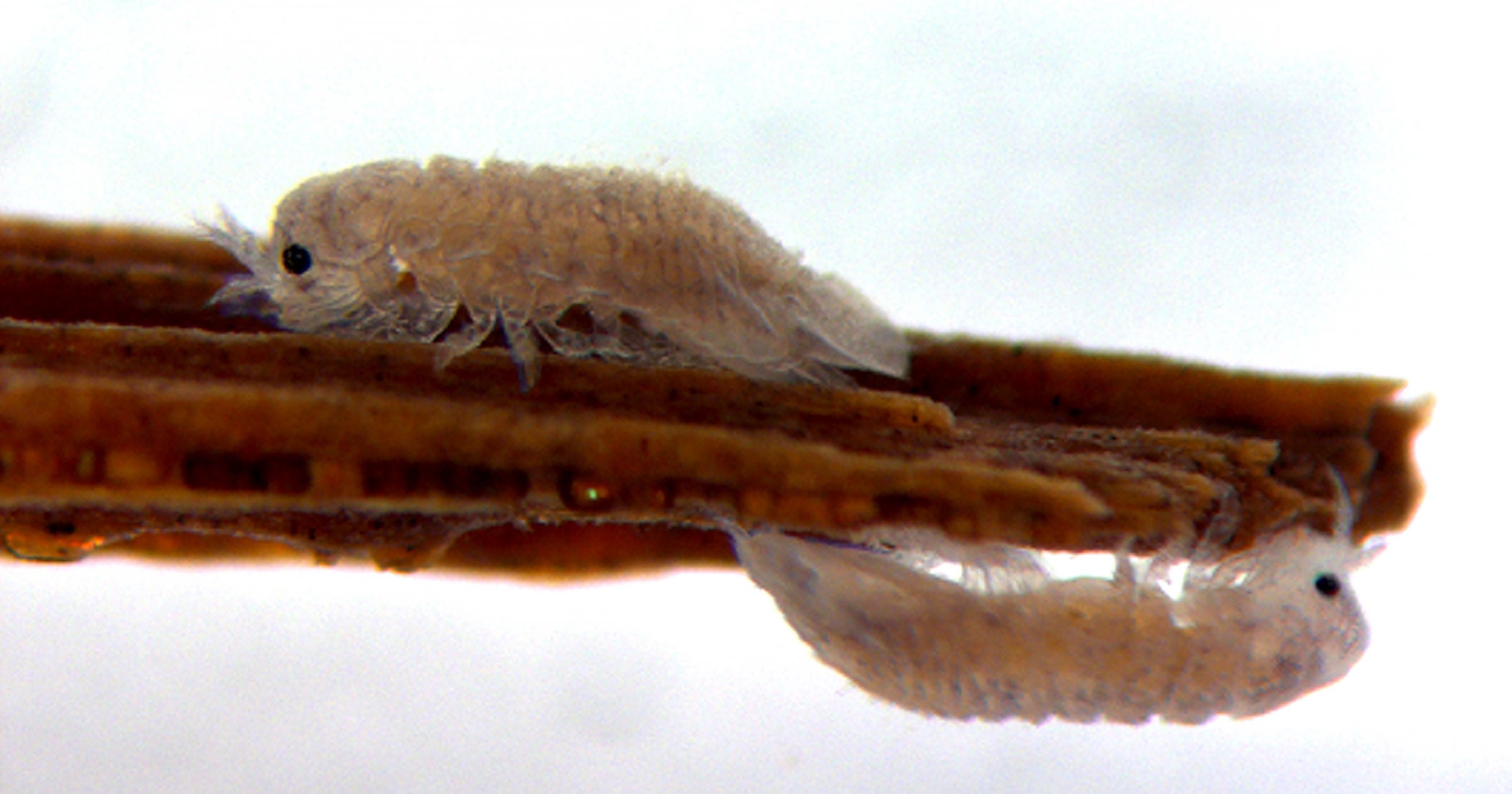 Research on the gut of a tiny invertebrate called the gribble reveals how a certain protein could help lower the energy cost of creating biofuel from wood.