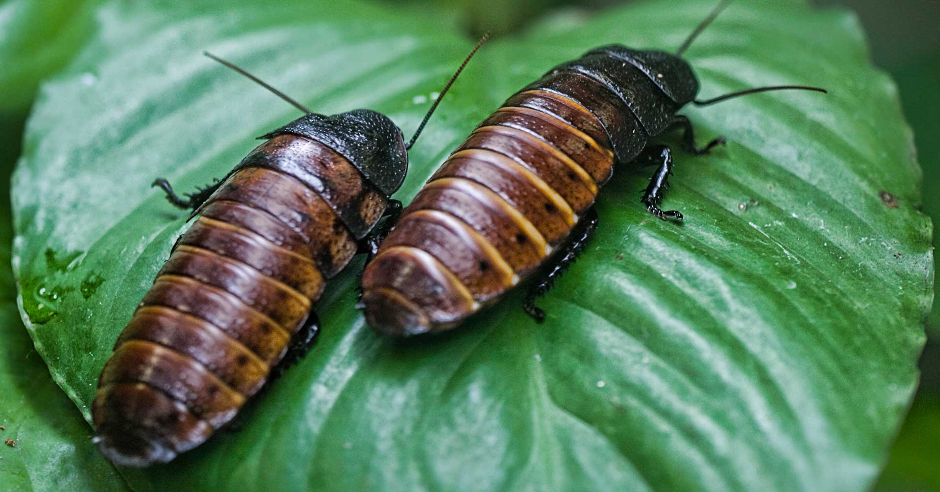 A plant in the Chinese city of Jinan is feeding food waste to cockroaches, which then become food for pigs and other livestock.
