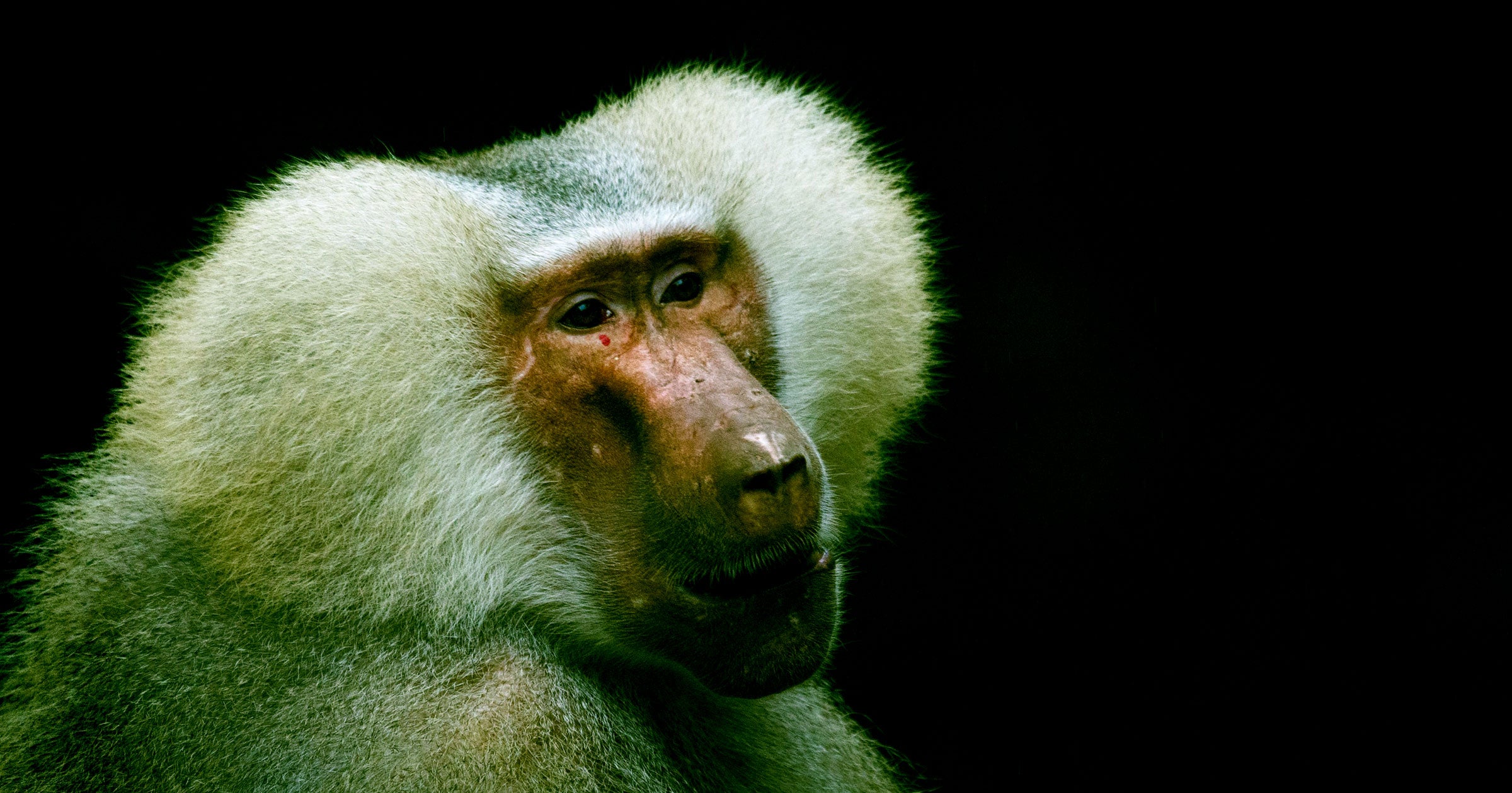 Researchers have successfully transplanted pig hearts into baboons, keeping four of the animals alive for more than 90 days.