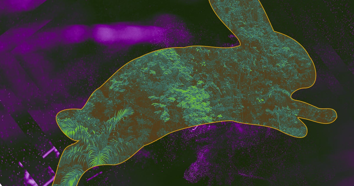 Researchers have modified a common houseplant with a bit of rabbit DNA to improve its ability to remove toxins from the air.