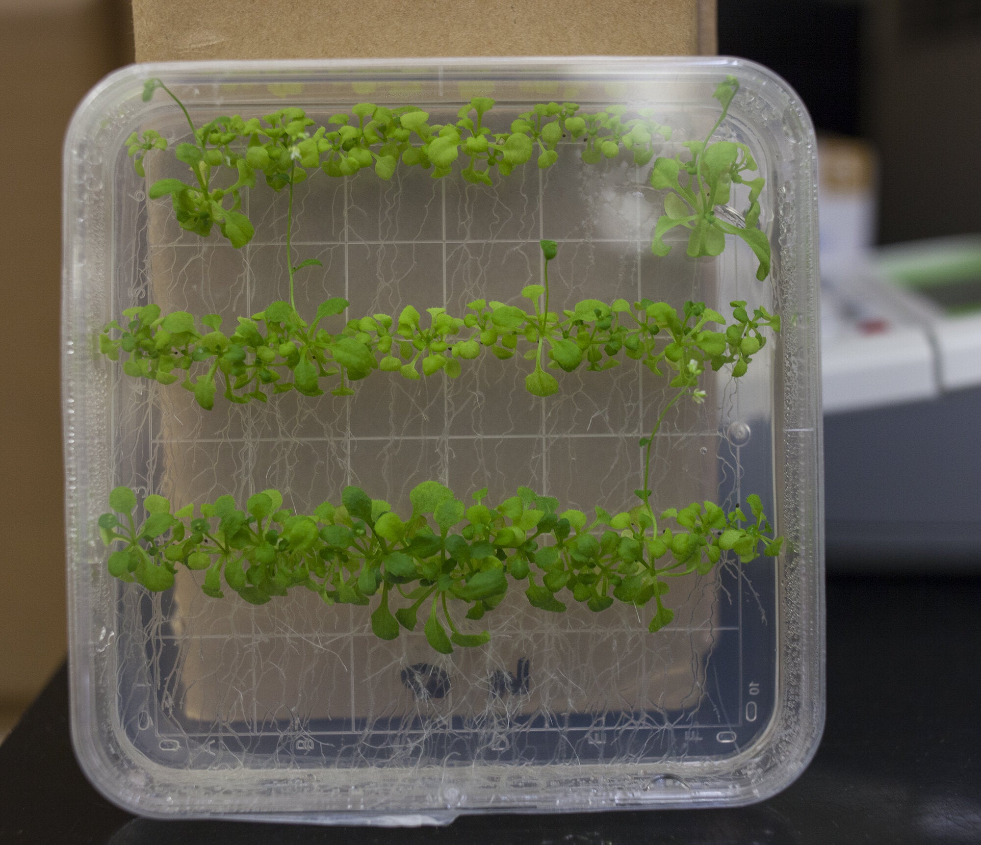 Washington State University researchers studied plants to determine the blueprints for their immune system