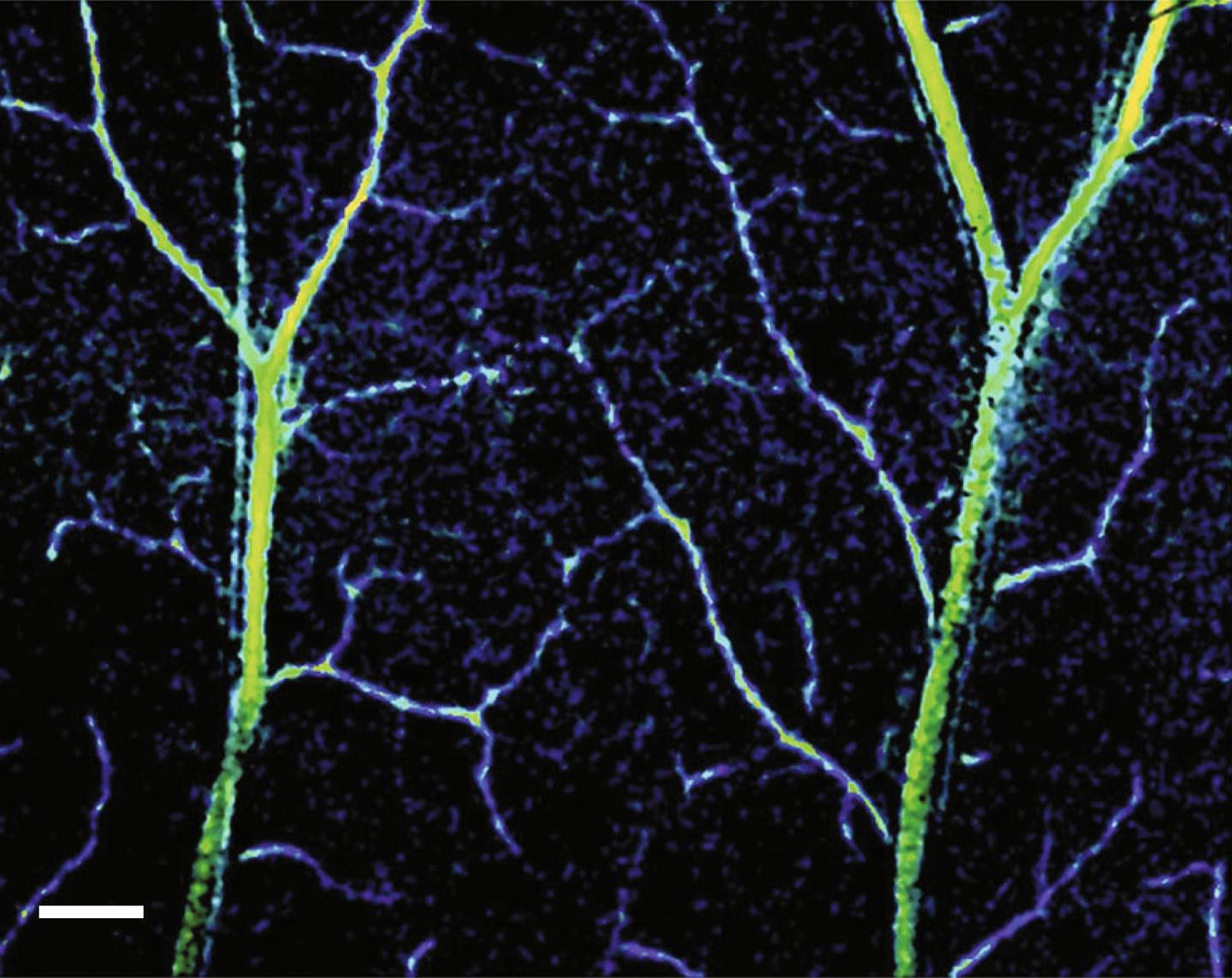 Researchers have developed a new tool which offers an unprecident look, like this image, of the internal structures of human capillaries