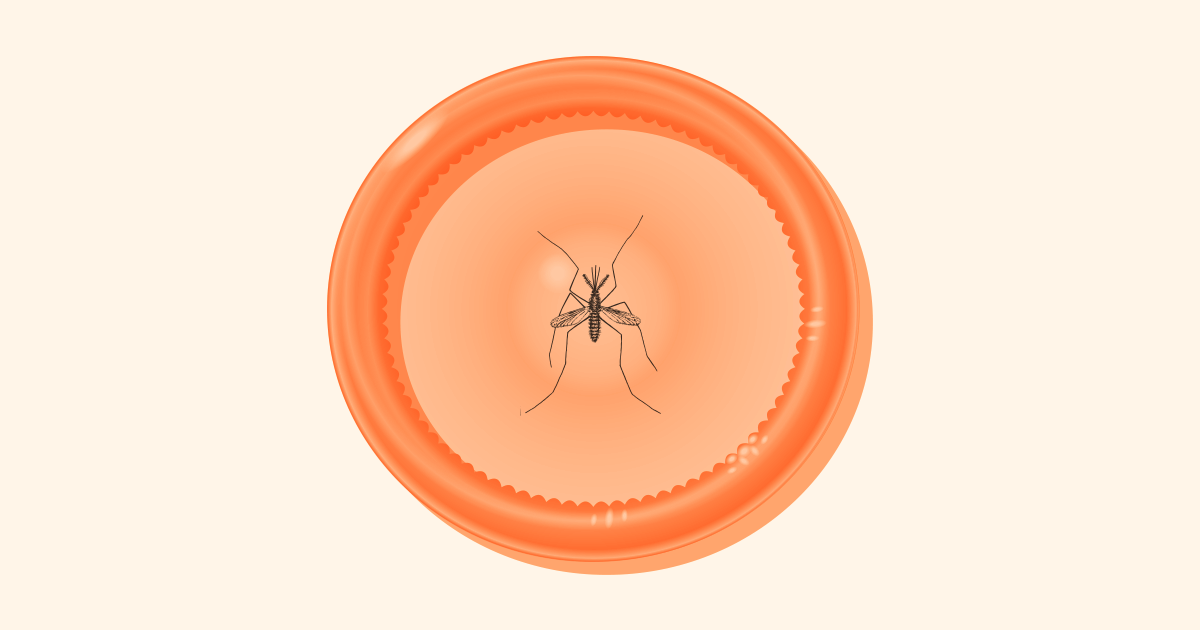 mosquito
