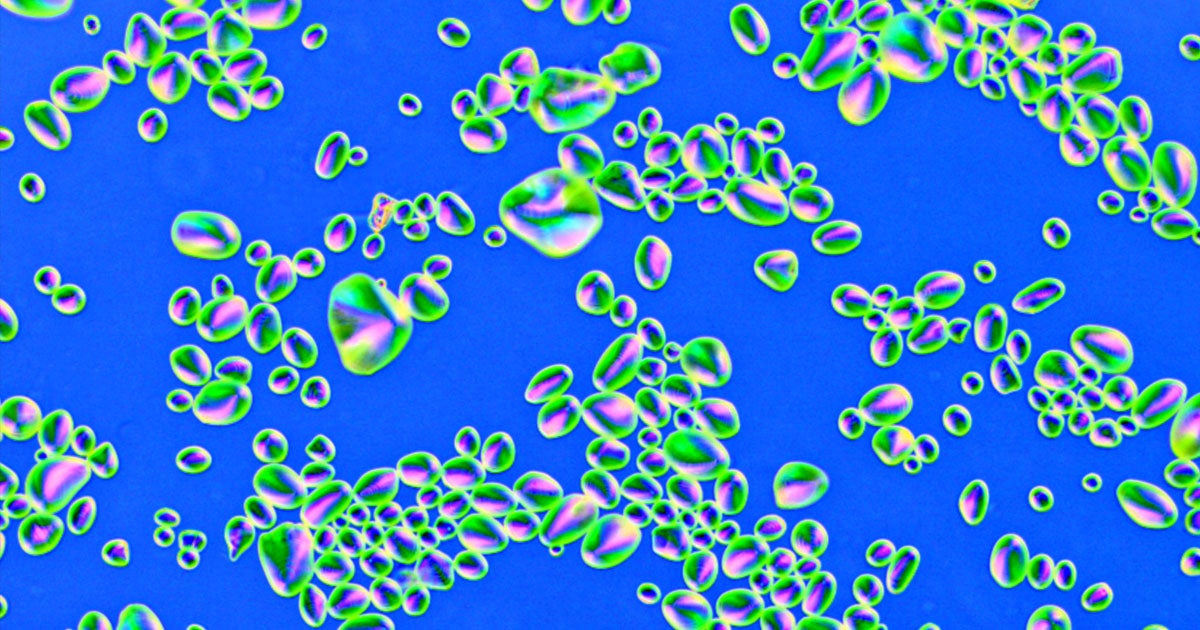 Researchers from the University of Basel have found a way to transform cancer cells into fat using two FDA-approved drugs.
