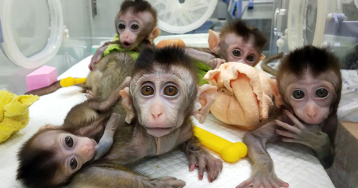 A team of Chinese scientists just unveiled five cloned monkeys produced from the cells of a monkey whose genes they edited with CRISPR-Cas9.