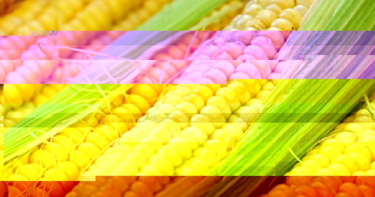 The people most opposed to GM foods, foods modified in the lab to exhibit wanted characteristics, overestimate their knowledge of the subject the most.