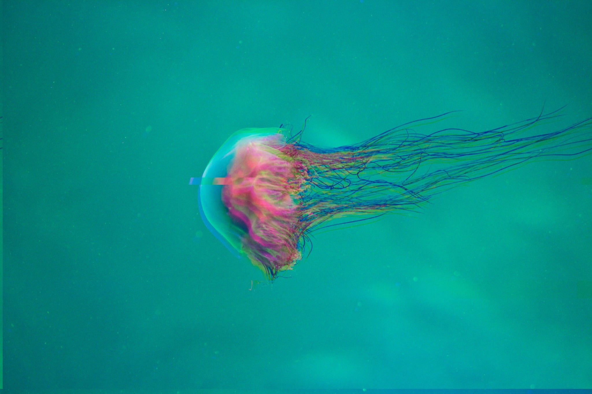 Jellyfish have been around for a half billion years. Now, pollution and climate change are allowing them to take over and choke the oceans.