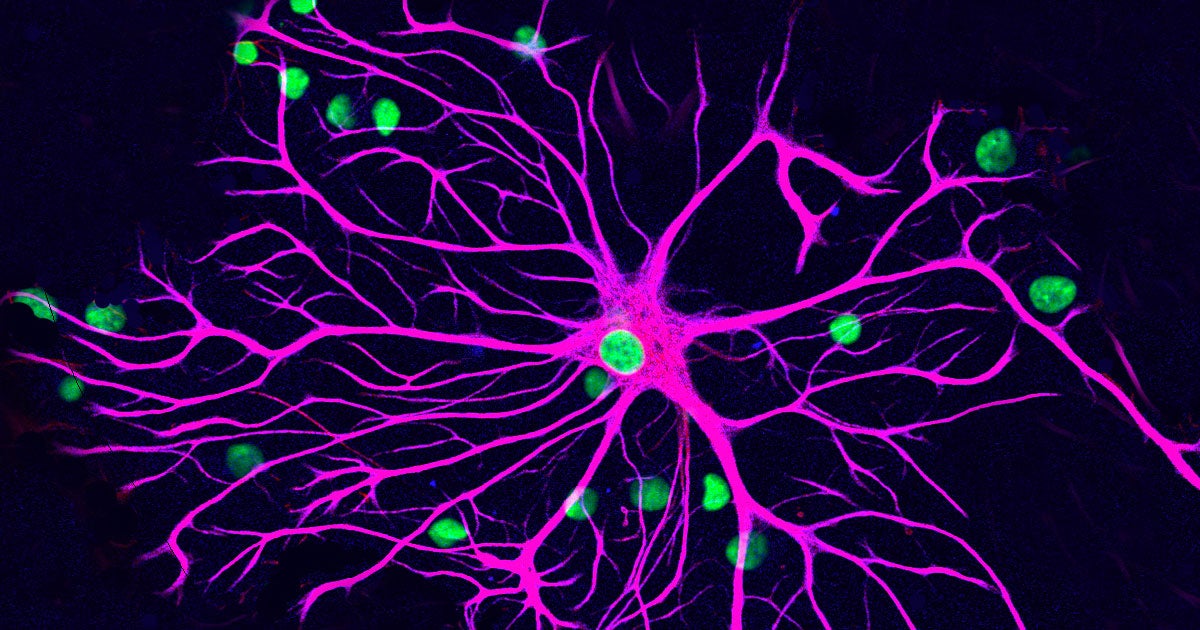 Researchers have found that cells that naturally help fight the inflammation caused by multiple sclerosis originate in the gut.