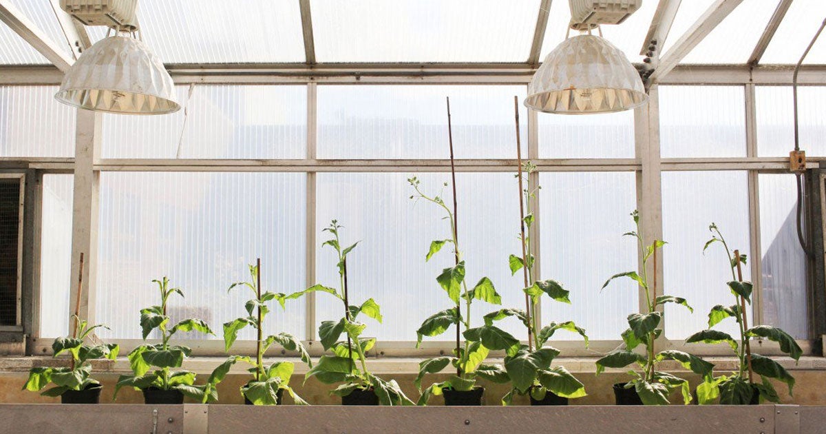 Researchers are gene-hacking plants to make them gigantic. The idea is that it could vastly increase food yields for farmers.