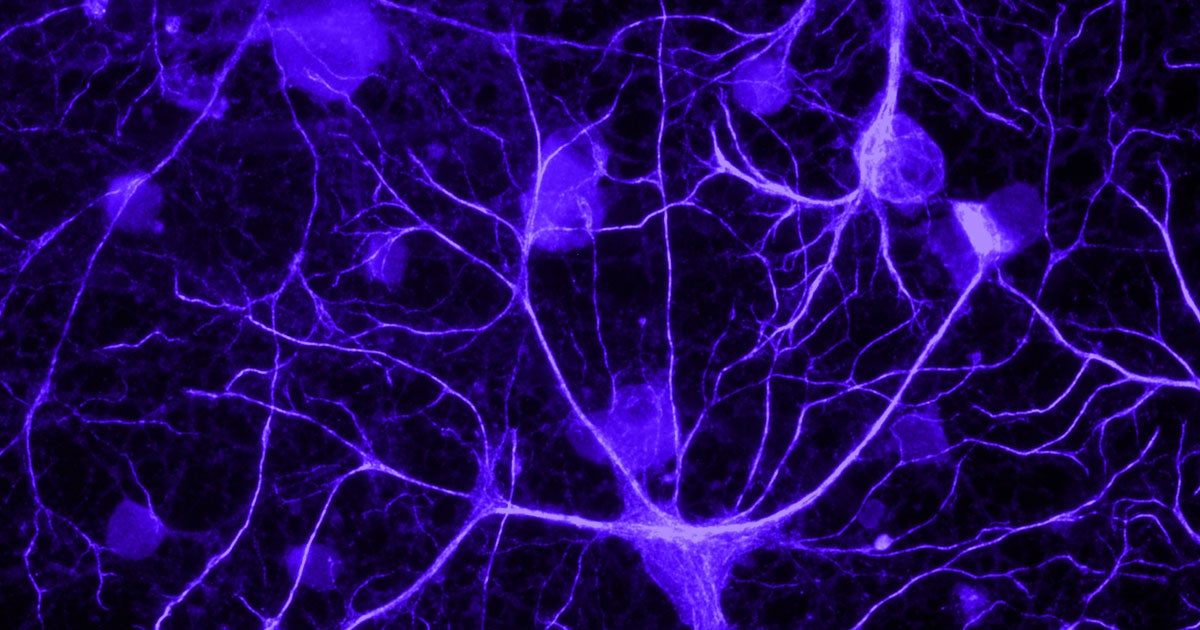 A combination of molecules could making repairing the brain damage caused by Alzheimer's disease and other brain injuries as easy as swallowing a pill.