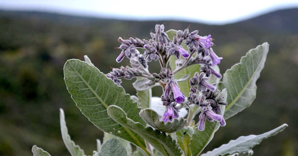 Yerba santa, a plant dubbed the "holy herb" by native California tribes, could have a previously unknown medical use as an Alzheimer's treatment.