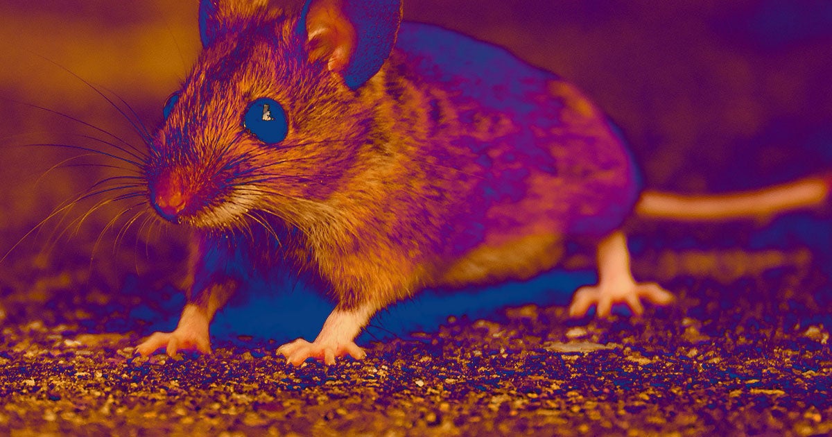 New research that grew new mouse toes took an important step towards the ability to regenerate mammalian limbs after amputation.