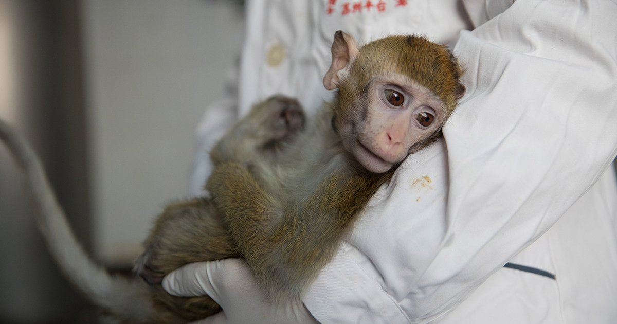 Hung-Chun Chang, the scientist who created five monkey clones of a gene-edited animal, defends his research in an interview with New Scientist.