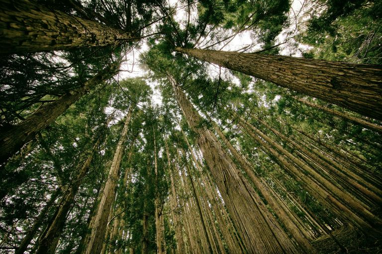 An ambitious new analysis found that there's space to plant 1.2 trillion new trees — a number that would absorb more carbon than human emissions.