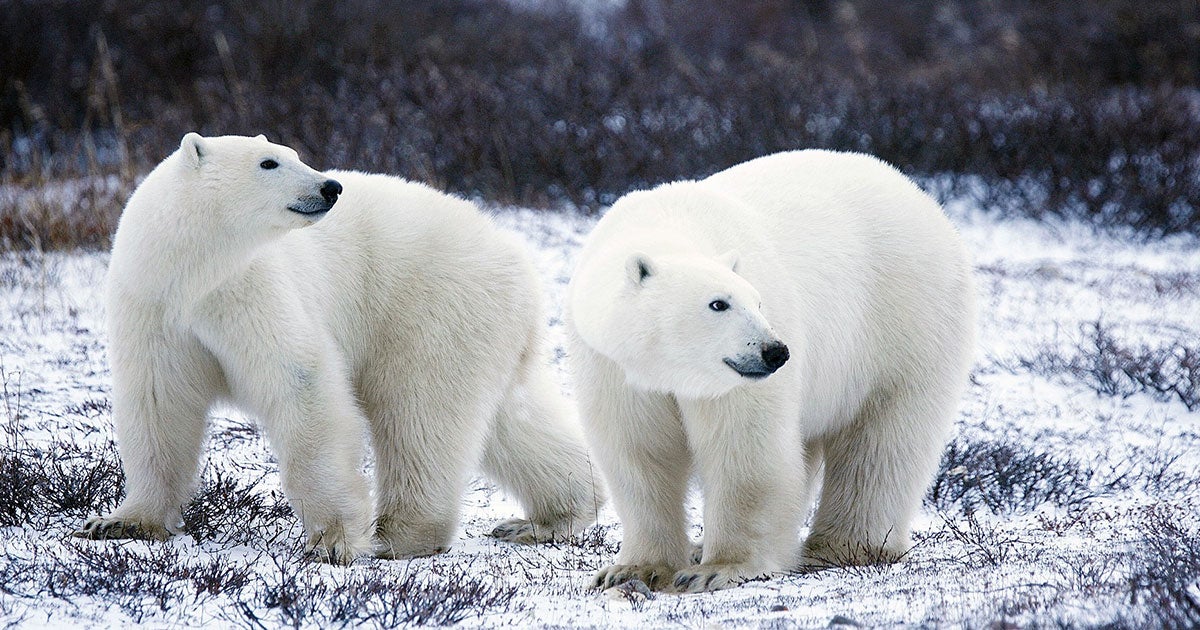 Climate change has melted the ice traditionally inhabited by polar bears, forcing the animals to invade a small Russian settlement in search of food.