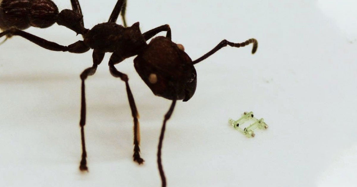 The tiniest robot with legs is about the size of an ant's face — and you can watch it go for a run in a video released by IEEE Spectrum.
