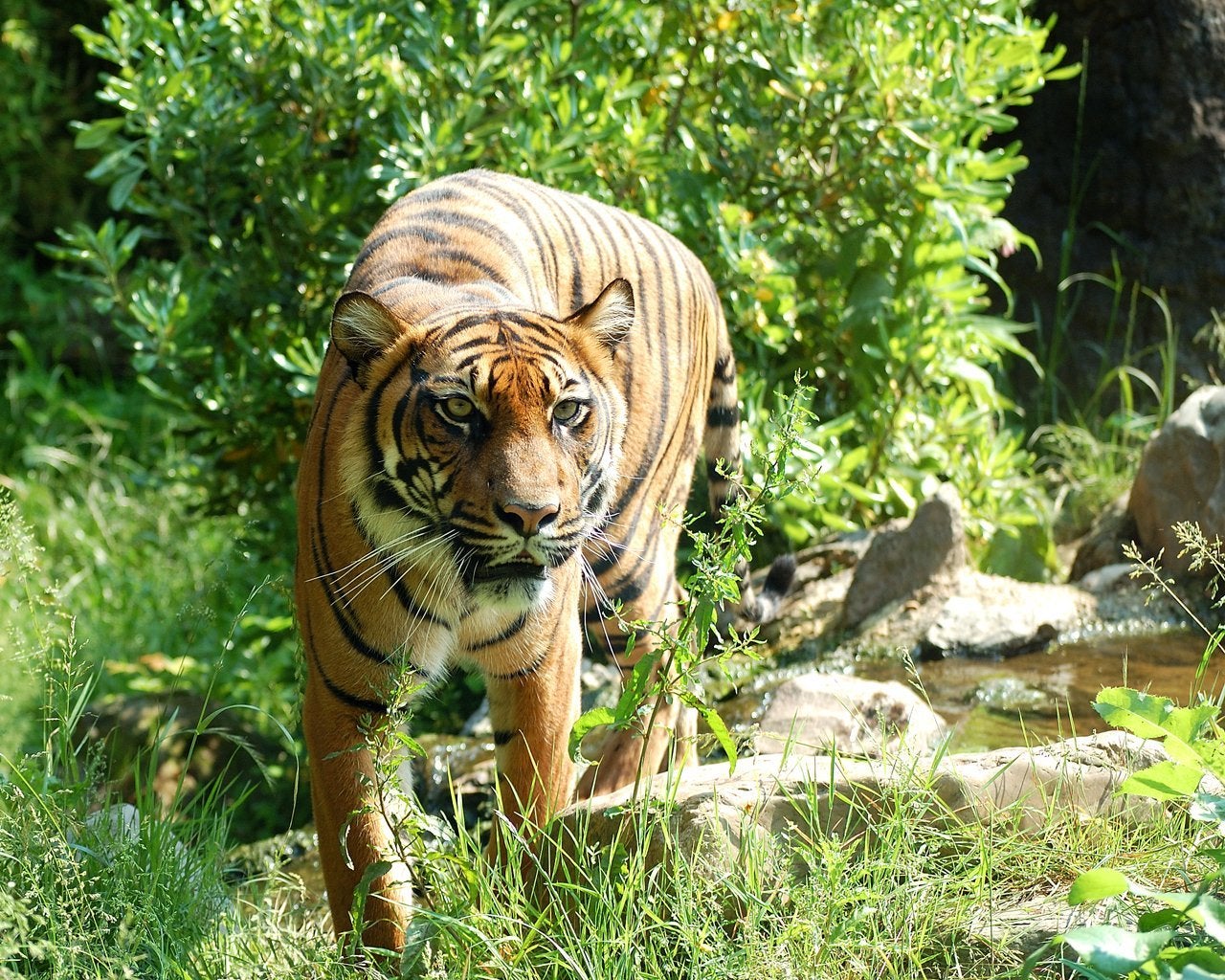 A Sumatran tiger, like Melati, seen prowling near water and shrubs.