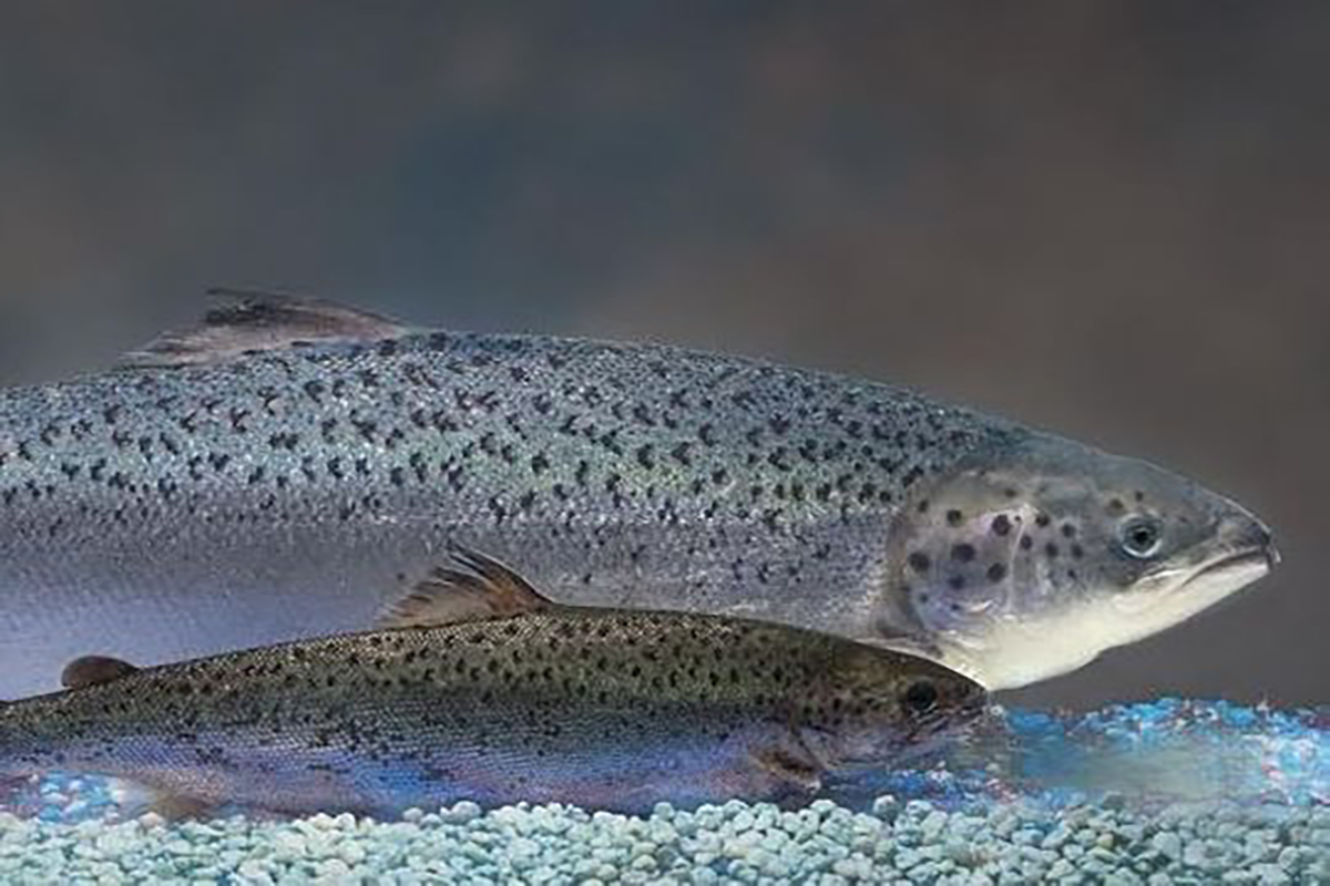 A genetically modified salmon swims next to a normal salmon of the same age.