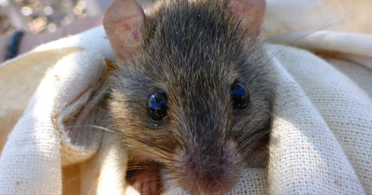First noticed in 2016, the Australian government recently confirmed the first mammalian extinction that was caused by human-induced climate change.