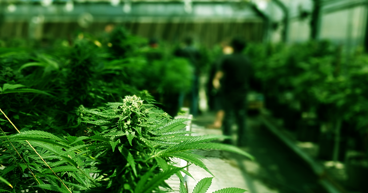 According to a new report the U.S. added 64,389 full-time legal cannabis jobs last year — a 44 percent gain in the workforce in 2018.