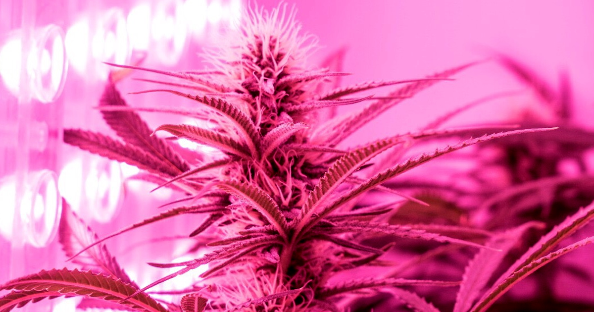 Israel-based startup Seedo has announced plans to create the world's first automated cannabis farm — and it might not be the last.