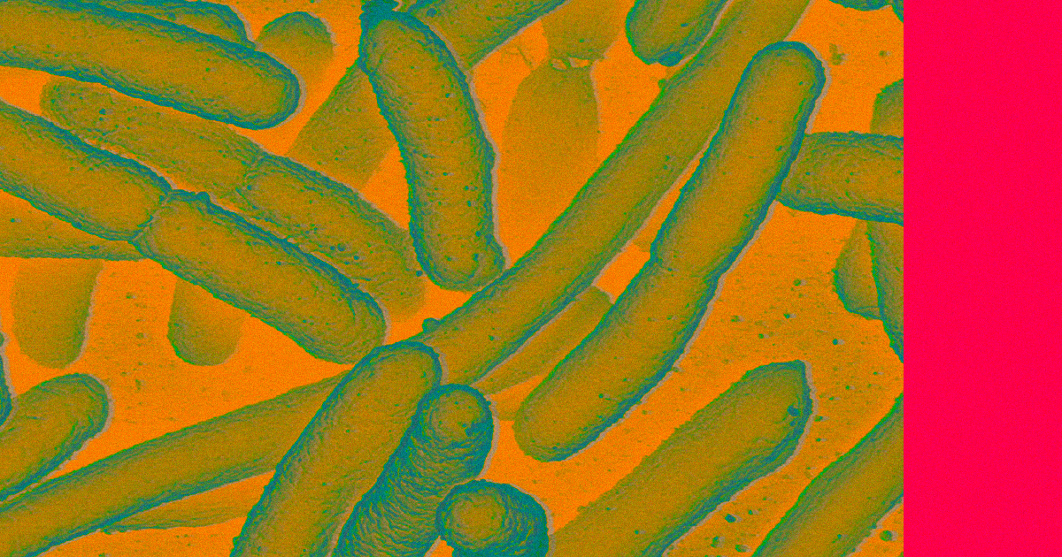 A new genetic trick allowed researchers to use bacteria to manufacture super-strong spider silk faster than spiders do themselves.