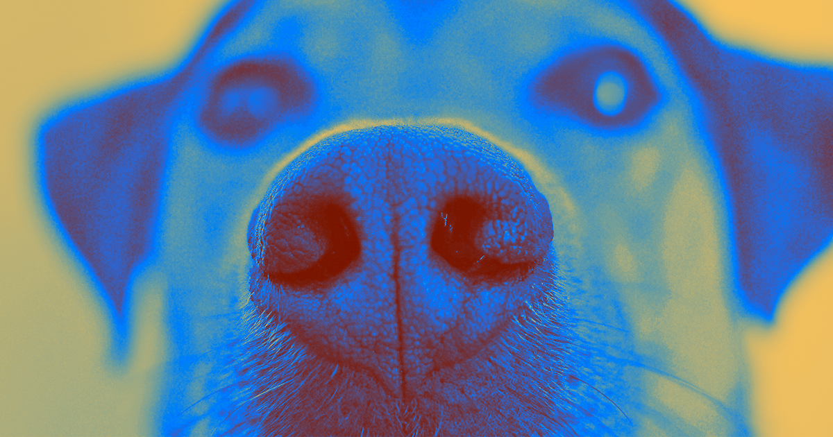 A new study on cancer detection shows that dogs can sniff out the disease in blood with an extremely high degree of accuracy.