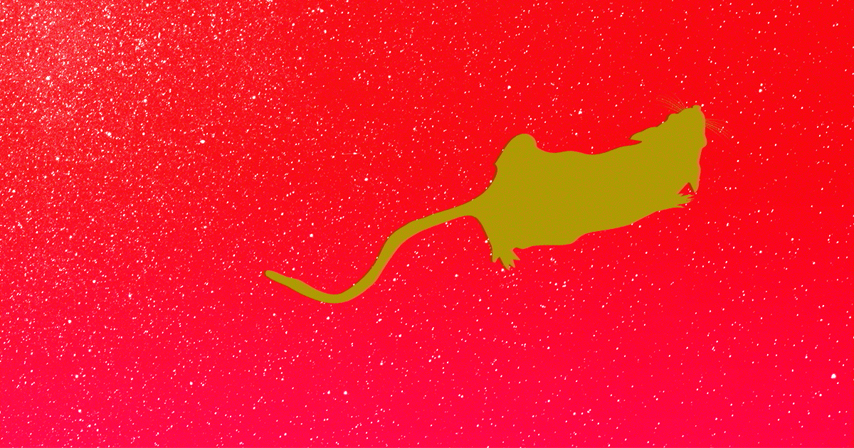 A video of mice in microgravity reveals that the animals quickly adapted to their off-world conditions, running, eating, and cleaning themselves.