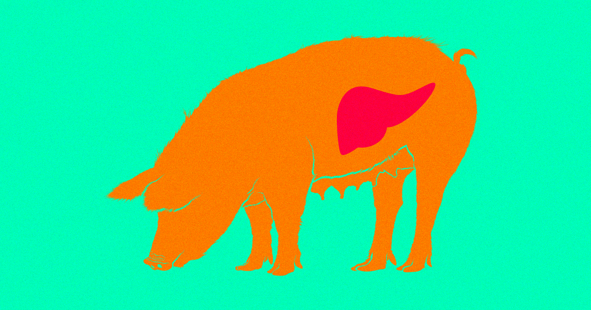 The organ shortage could get worse with the advent of self-driving cars, but advances in xenotransplantation could make up the difference and then some.