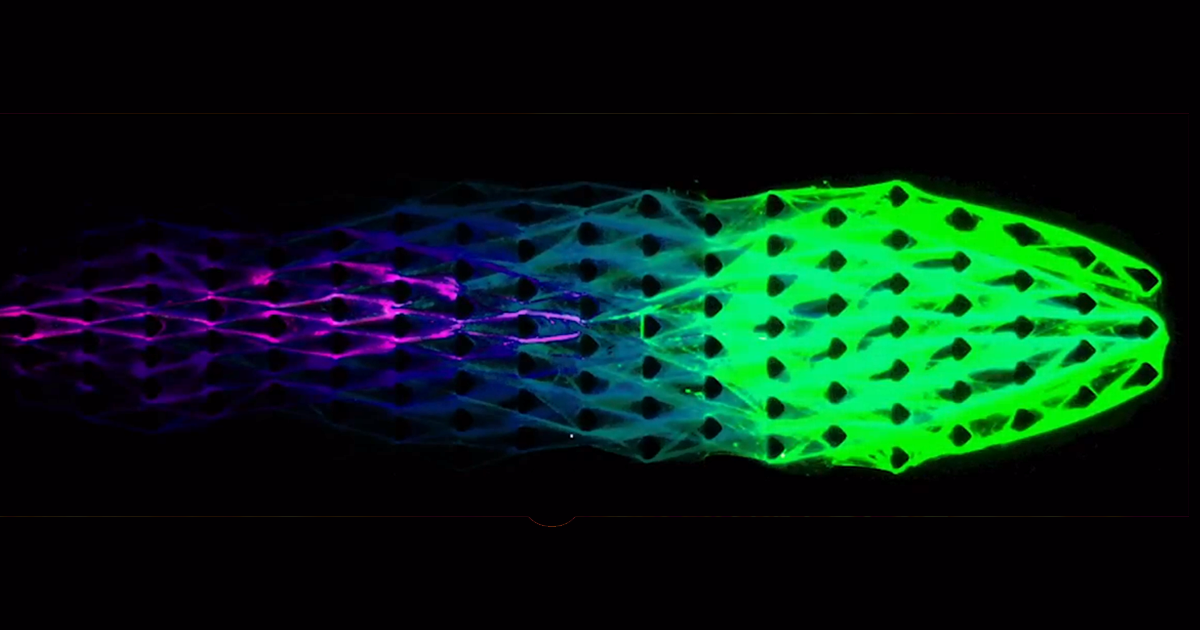 A new biomaterial exhibits metabolism-like behaviors. It appears in some ways to act like a living thing, blurring the line between biology and machinery.