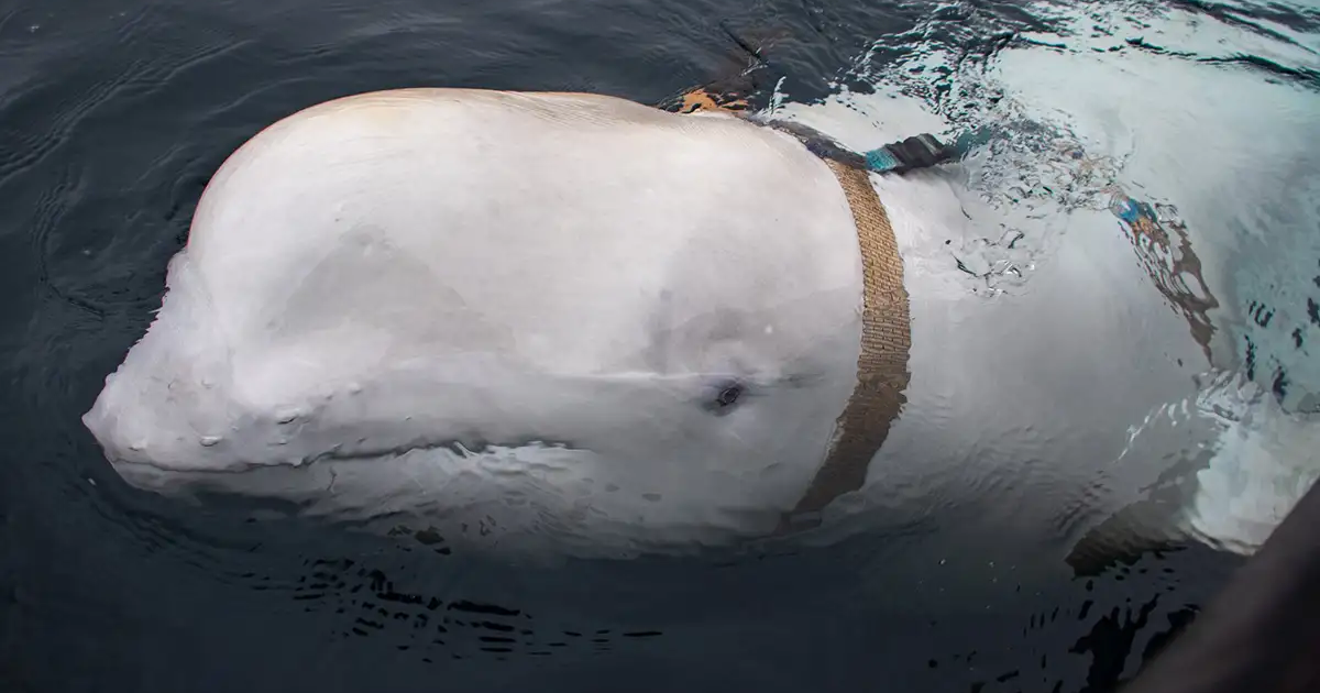 The group of fishermen in Norway found a whale wearing a strange harness with the words "Equipment of St. Petersburg" written on its strap.