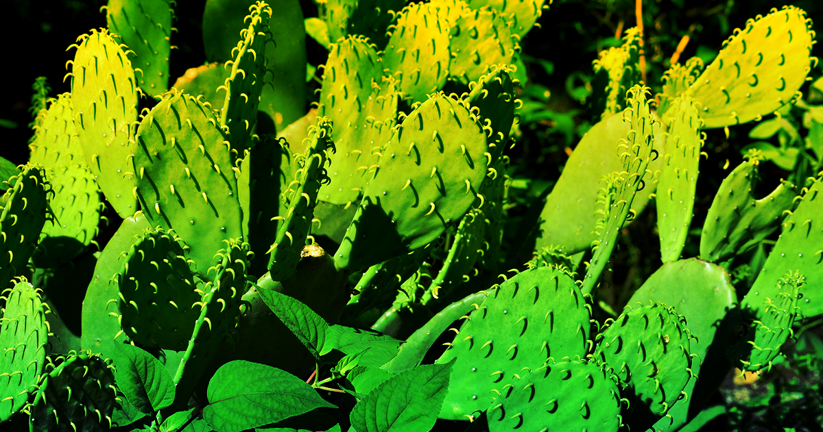 An engineer found a way to turn juiced cactus leaves into a feasible substitute for plastic, and she wants to make biodegradable cutlery.