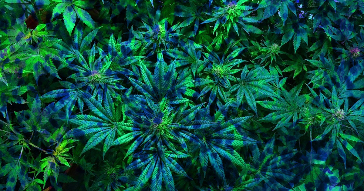 CBD could prove to be a useful antibiotic, according to a study in which the cannabis compound effectively killed several strains of bacteria.