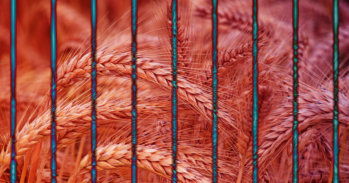 The USDA has found gentically modified wheat growing in a field in Washington state — and it's not the first time the GMO plant has cropped up unexpectedly.