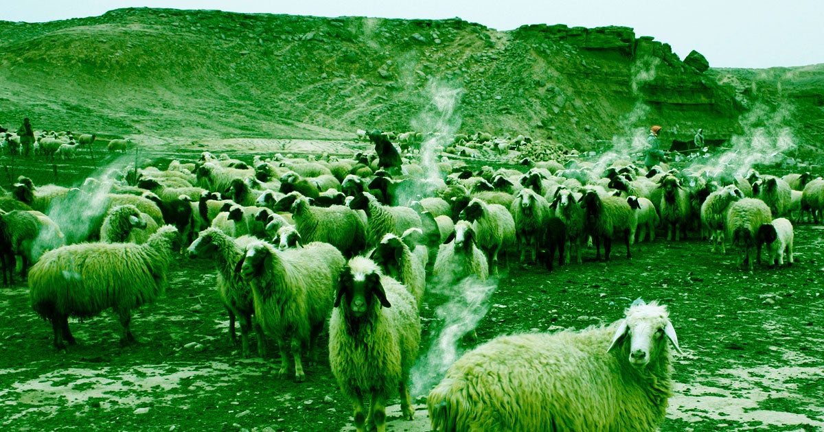 To prevent farm animals from contribute to methane emissions, scientists suggest feeding them foods less likely to produce the greenhouse gas.