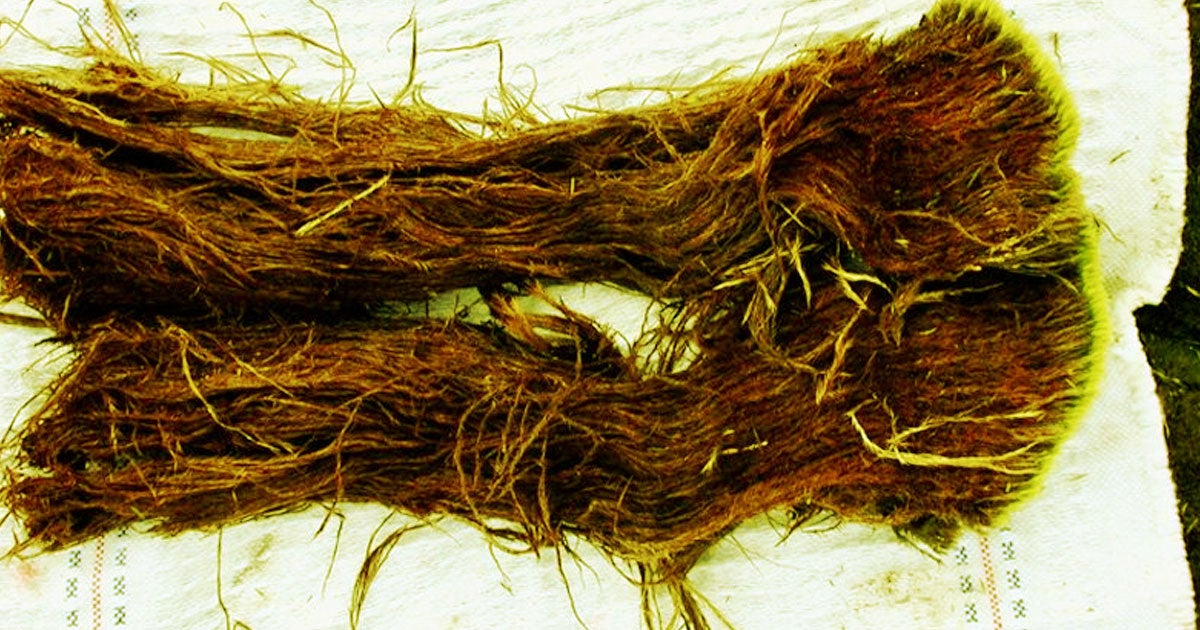 Scientists who were melting permafrost ice to look for ancient microbes were surprised to see a pile of 41,000 year-old worms wake up and wiggle around.
