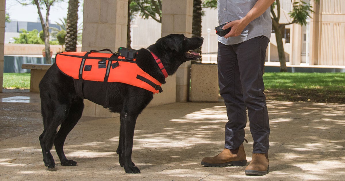 A haptic feedback vest could help working dogs perform their jobs better than before by issuing specific commands through controlled vibrations.