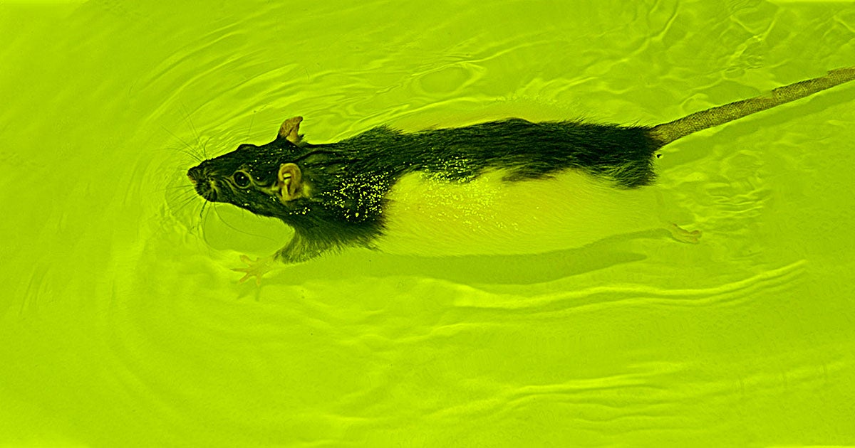 The forced-swim test used to detect depression in lab animals may be on the way out, as both scientists and animal rights activists rally against its use.