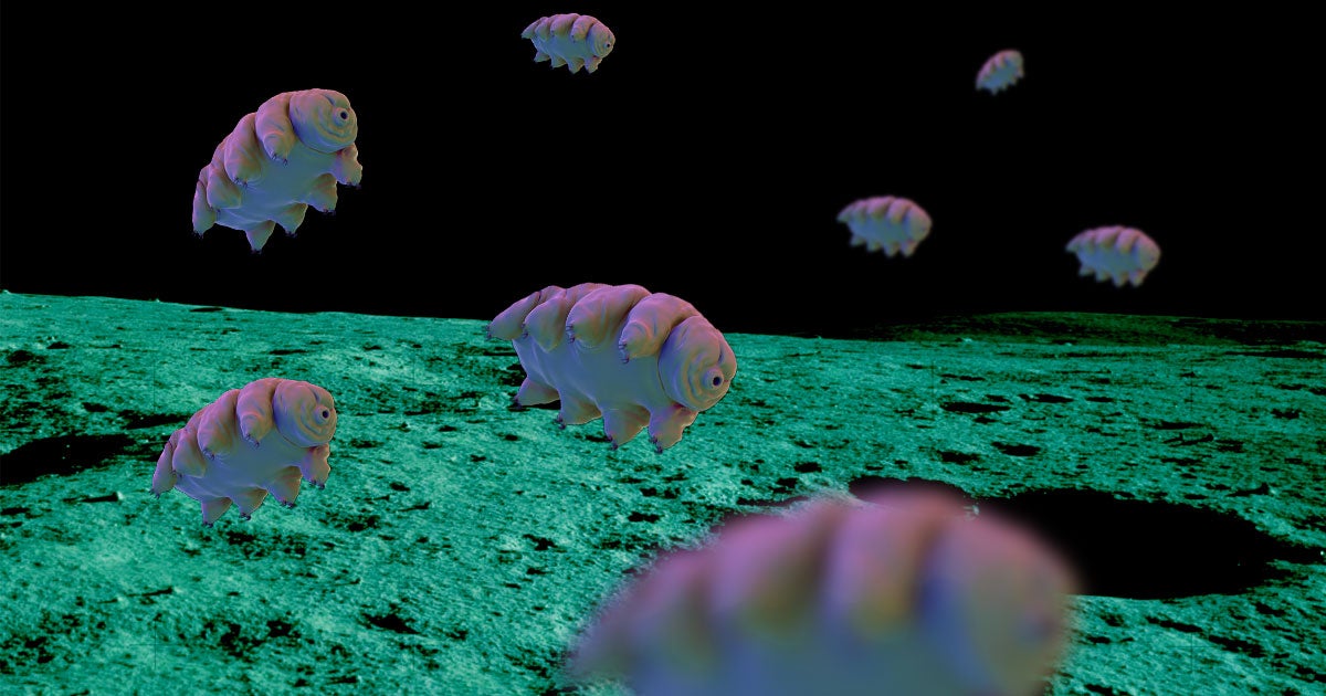 While the recent tardigrade spill on the Moon is bad news, it may not be the first time the resilient little creatures made their way to the lunar surface.