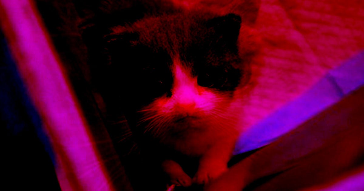 A Chinese first that creates cloned pets says it's considering ways to use artificial intelligence to clone animals memories.