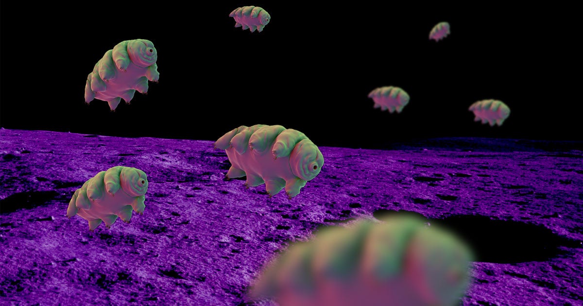 Israeli lunar lander Beresheet crashed onto the surface of the Moon on April 11 spilling thousands of dehydrated "water bears" or tardigrades.